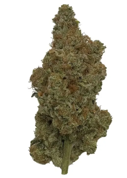 Prime Bloom  Slurricane