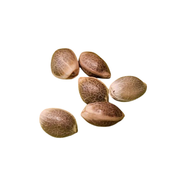 Lemon Chiffon Cake Seeds 
